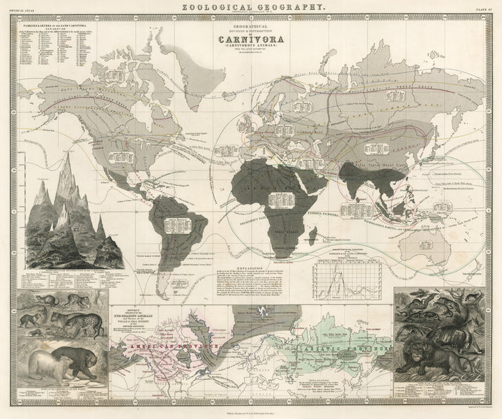 Antique World Map showing the Geographical Distribution of Carnivorous Animals by Alexander Keith Johnston, 1856