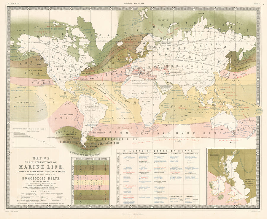 Antique Map of the Distribution of Marine Life by: A.K. Johnston, 1856