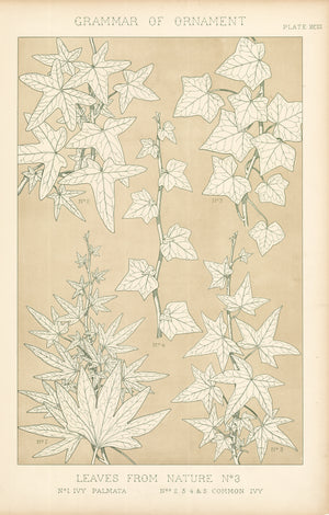 Antique Lithograph Print: Grammar of Ornament by Owen Jones, 1st edition 1856 - Leaves from Nature No.3, Plate XCIII