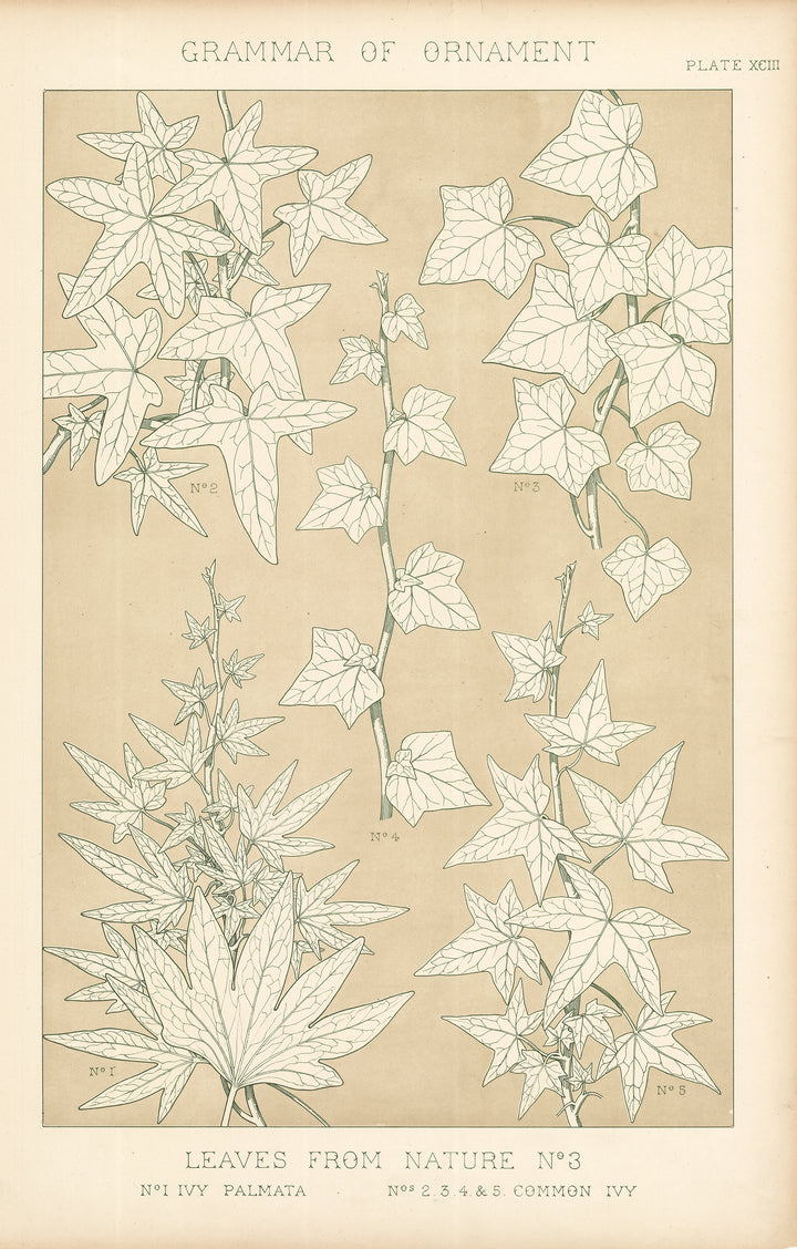 Antique Lithograph Print: Grammar of Ornament by Owen Jones, 1st edition 1856 - Leaves from Nature No.3, Plate XCIII