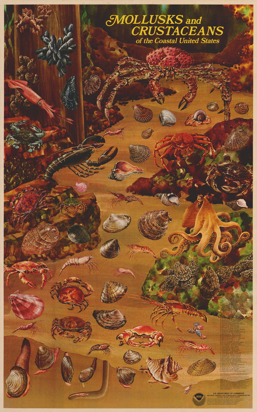 Mollusks and Crustaceans of the Coastal United States by: NOAA, 1975 (circa)