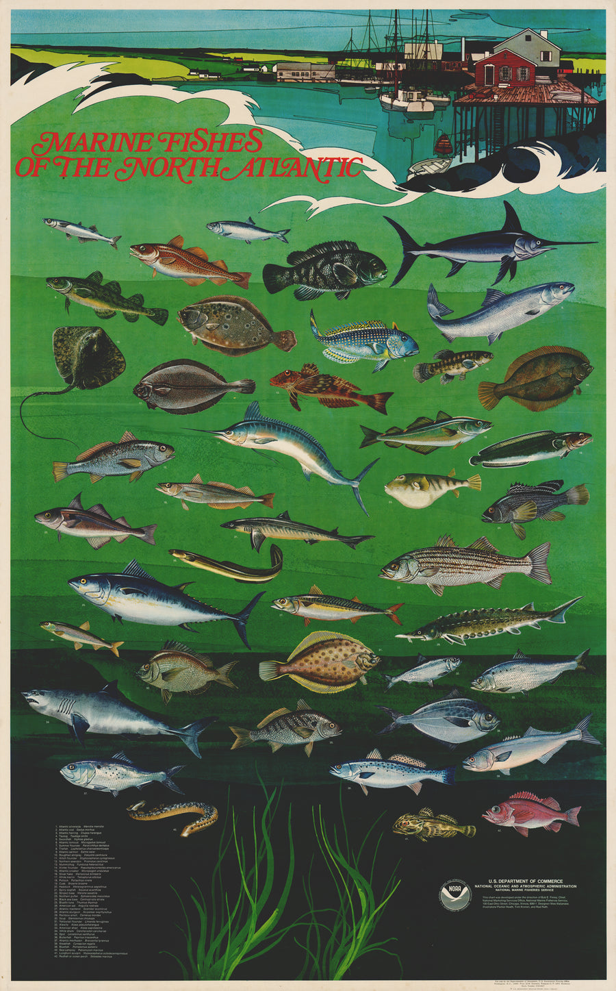 Vintage Poster: Marine Fishes of the North Atlantic by: NOAA, 1975
