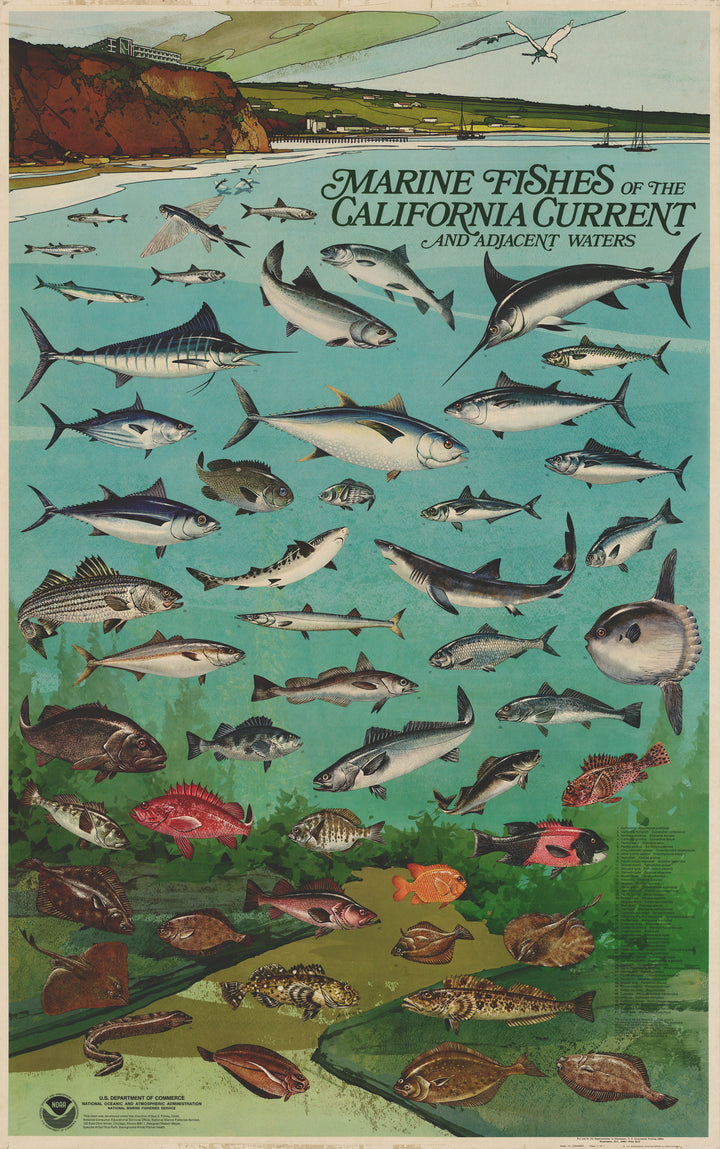 Vintage Poster: Marine Fishes of the California Current and Adjacent Waters by: NOAA, 1975