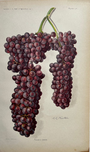 Panariti Grapes