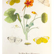 Load image into Gallery viewer, 1749 A Natural History of English Insects
