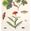 Load image into Gallery viewer, 1749 A Natural History of English Insects
