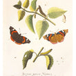 Load image into Gallery viewer, 1749 A Natural History of English Insects
