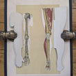 Load image into Gallery viewer, 1894 Yaggy's Anatomical Portfolio
