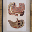 Load image into Gallery viewer, 1894 Yaggy's Anatomical Portfolio
