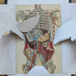 Load image into Gallery viewer, 1894 Yaggy's Anatomical Portfolio
