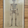 Load image into Gallery viewer, 1886 Yaggy's Anatomical Study
