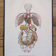 Load image into Gallery viewer, 1894 Yaggy's Anatomical Portfolio
