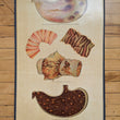 Load image into Gallery viewer, 1886 Yaggy's Anatomical Study
