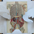 Load image into Gallery viewer, 1894 Yaggy's Anatomical Portfolio
