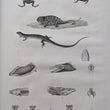 Load image into Gallery viewer, 1822-1826 Description de l’Égypte. État Moderne, Planches, Tome I &amp; II, with additional Histoire Naturelle plates
