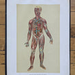 Load image into Gallery viewer, 1894 Yaggy's Anatomical Portfolio
