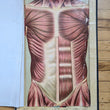 Load image into Gallery viewer, 1886 Yaggy's Anatomical Study

