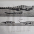 Load image into Gallery viewer, 1822-1826 Description de l’Égypte. État Moderne, Planches, Tome I &amp; II, with additional Histoire Naturelle plates
