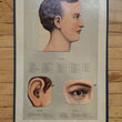 Load image into Gallery viewer, 1886 Yaggy's Anatomical Study
