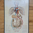 Load image into Gallery viewer, 1886 Yaggy's Anatomical Study

