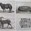 Load image into Gallery viewer, 1822-1826 Description de l’Égypte. État Moderne, Planches, Tome I &amp; II, with additional Histoire Naturelle plates
