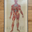 Load image into Gallery viewer, 1886 Yaggy's Anatomical Study
