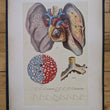 Load image into Gallery viewer, 1894 Yaggy's Anatomical Portfolio
