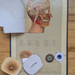 Load image into Gallery viewer, 1886 Yaggy's Anatomical Study
