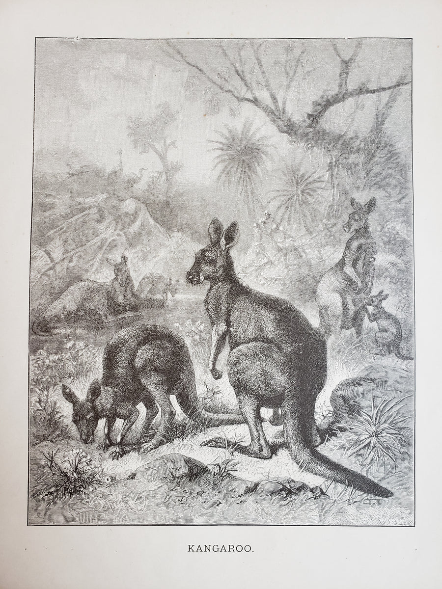 Antique Print - Kangaroo by J.G. Wood 1885