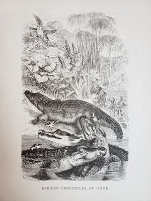 Antique Print - African Crocodiles at Home by J.G. Wood 1885