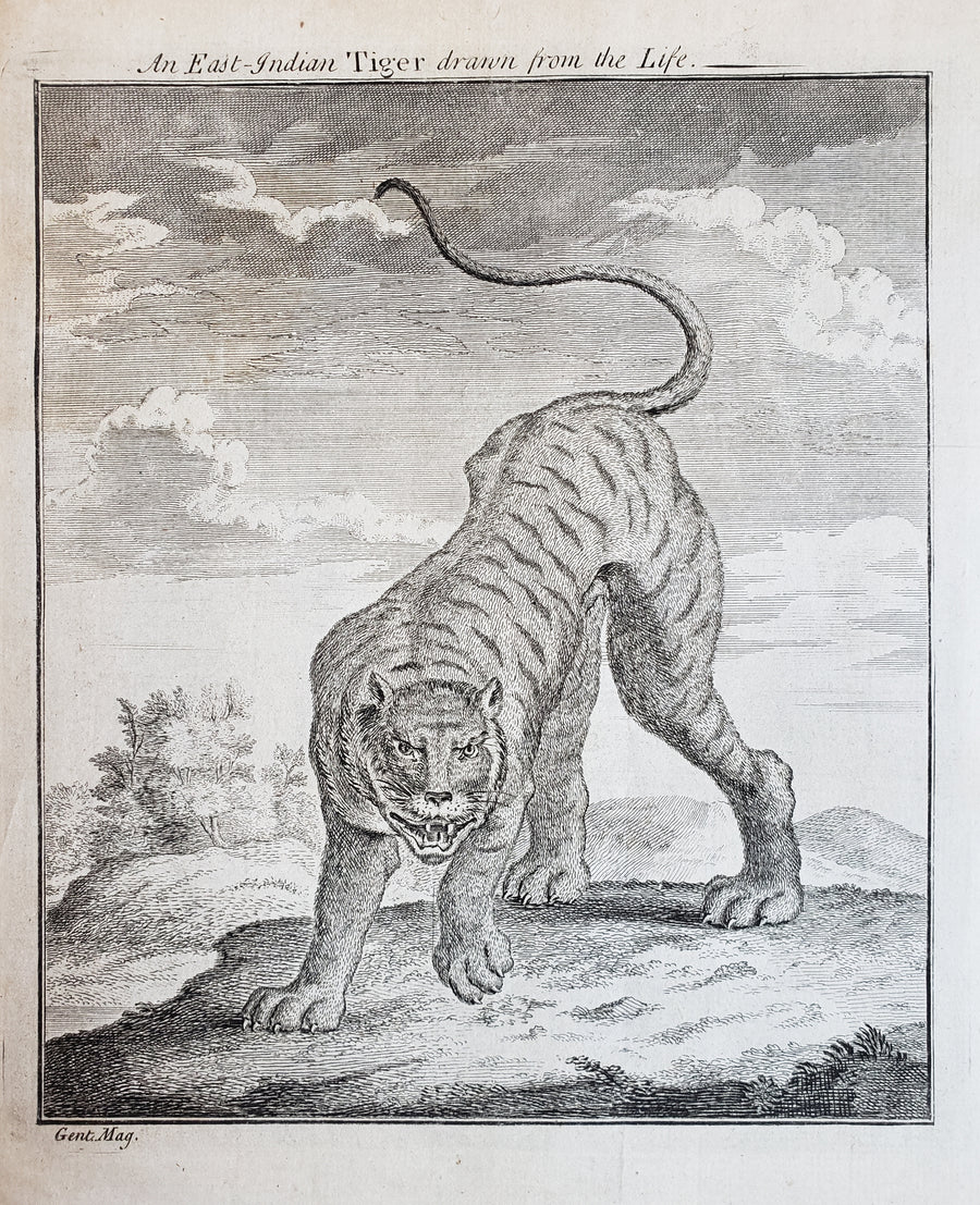 Antique Print - An East Indian Tiger Drawn from the Life by Gentleman's Magazine, 1750
