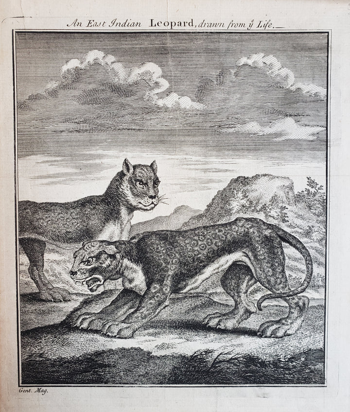 Antique Print - An East Indian Leopard drawn from Life by Gentleman's Magazine, 1750
