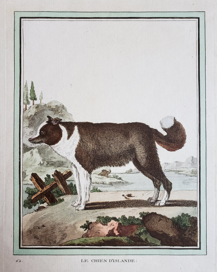  Antique Print - Le Chien D'Islande (The Icelandic Dog) by Buffon, 1770