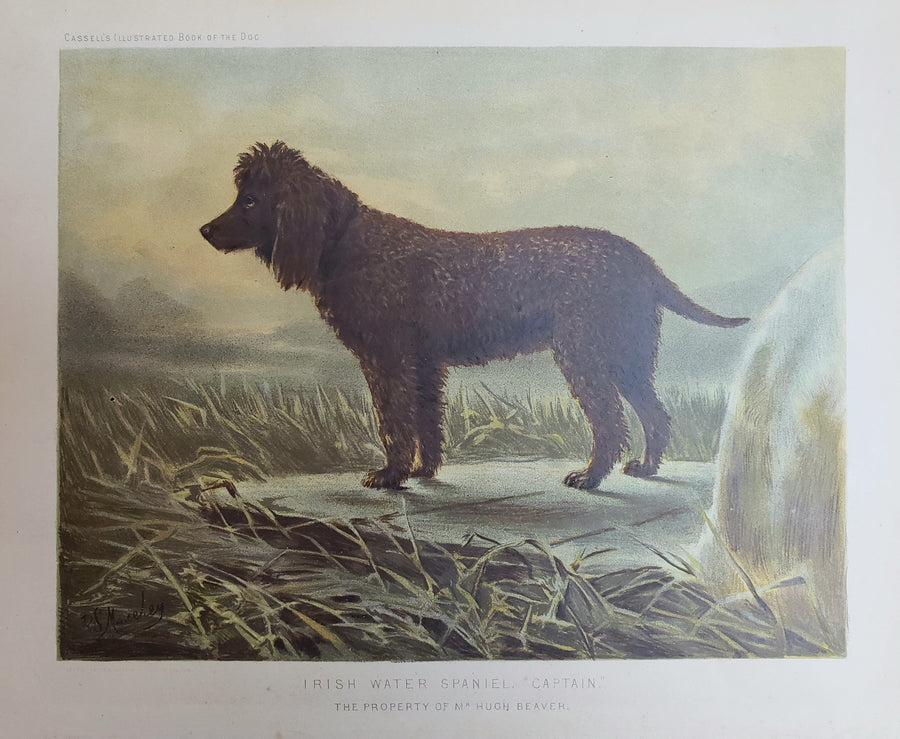 Antique Print - Irish Water Spaniel by Vero Shaw, 1881
