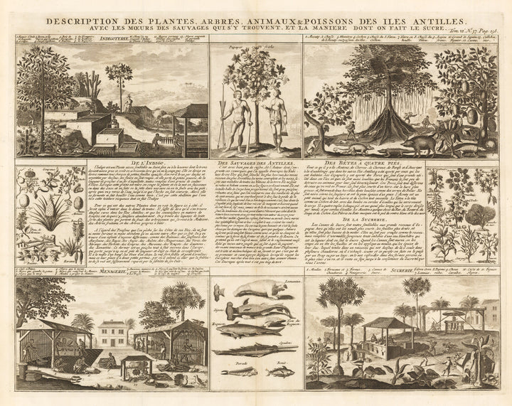Description des Plantes, Arbres, Animaux...Antilles... By: Henri Chatelain Date: 1720 (Published) Amsterdam Size: 15 x 19.25 in - antique, map, Antilles